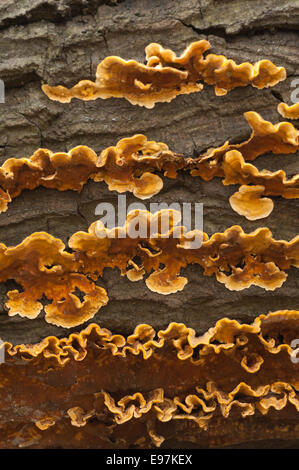 Vivid quasi incandescente Arancione marrone pelose crosta a tendina funghi formano strati sui morti comune di legno di quercia diffusione sotto corteccia lungo tronco Foto Stock