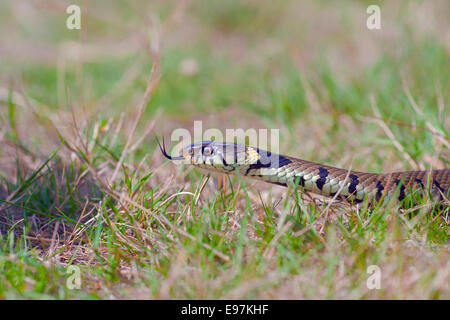 Biscia Natrix natrix su 'Boggy brughiera caccia con la lingua di fuori Foto Stock