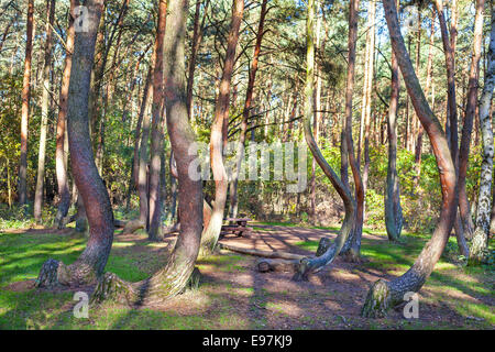 Boschetto di forma strana di alberi di pino nella foresta storta, Polonia. Foto Stock