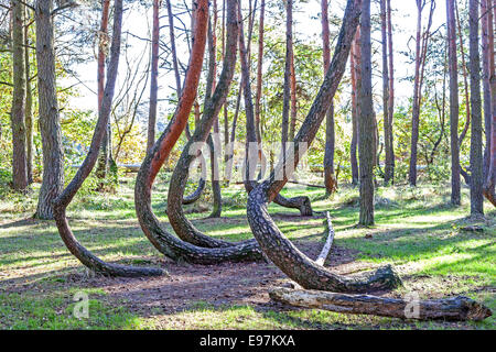 Boschetto di forma strana di alberi di pino nella foresta storta, Polonia. Foto Stock