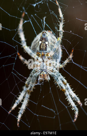 Giardino europeo spider (Araneus diadematus). Gorbeia parco naturale. Alava, Paesi Baschi, Spagna. Foto Stock