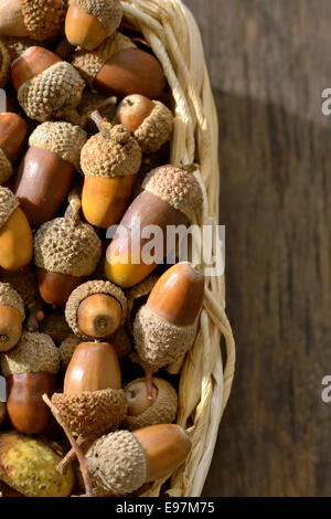 Raccolta di Ghiande di quercia nel cesto di paglia Foto Stock