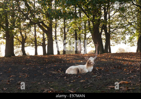 Barking maggese albino white deer stag chiamando dopo doe come riposo in scavati solchi pit appoggiata dal pregiudizio di una posizione dominante Foto Stock