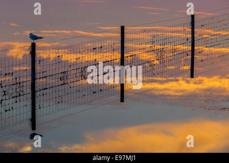 Testa nera Gull stagliano contro il sole di setting appollaiato sulla recinzione in paludi allagate Foto Stock