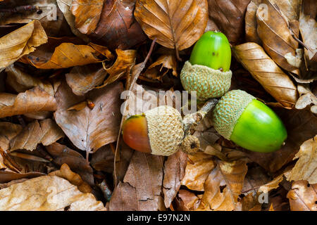 Faggio dadi. Gorbeia parco naturale. Alava, Paesi Baschi, l'Europa. Foto Stock