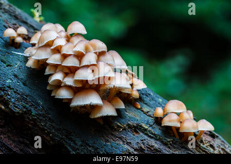 La mungitura del cofano o del latte-drop (Mycena Mycena galopus). Monte Santiago monumento naturale. Burgos, Castiglia e Leon, Spagna. Foto Stock