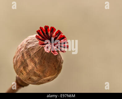 Testa del seme di papavero Foto Stock