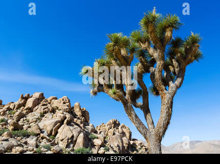 Joshua Tree (Yucca brevifolia) lungo Park Boulevard a Joshua Tree National Park, San Bernardino County, California del Sud, STATI UNITI D'AMERICA Foto Stock