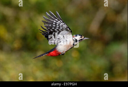 Picchio rosso maggiore, Dendrocopos major, unico maschio in volo, Warwickshire, Ottobre 2014 Foto Stock