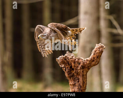 Astore [Accipter Gentilis] in un bosco foresta impostazione, tenendo fuori da un troncone di albero. Foto Stock