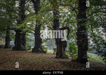 Una fila di antichi alberi di castagno dolci a Warley Place in Essex. Il giardino sopravorto e derelitto della casa dell'orticoltore Miss Ellen Willmott Foto Stock