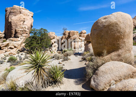 Sentiero in valle nascosta, un ex capi di bestiame rustler nascondi-out, Joshua Tree National Park, San Bernardino County, California, Stati Uniti d'America Foto Stock