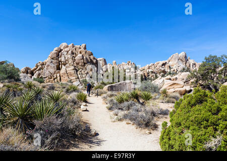 Walker sul sentiero in valle nascosta, un ex capi di bestiame rustler nascondi-out, Joshua Tree National Park, nel sud della California, Stati Uniti d'America Foto Stock