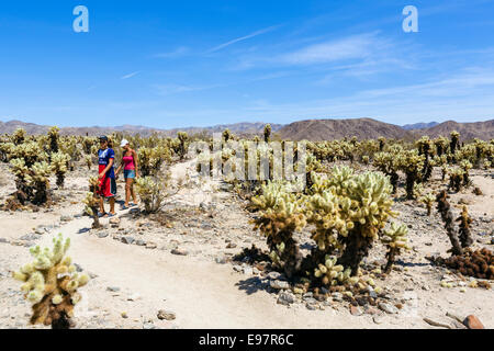 Matura sul loop trail in Cholla Cactus Garden, Joshua Tree National Park, nel sud della California, Stati Uniti d'America Foto Stock