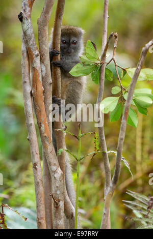 Grigio lemure bambù,Hapalemur griseus,Vakôna Forest Lodge, Andasibe, Madagascar Foto Stock