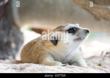 La fauna selvatica Meerkat giacente nella natura zoo Foto Stock