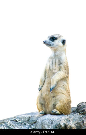 Ritratto di un Meerkat su sfondo bianco isolato Foto Stock