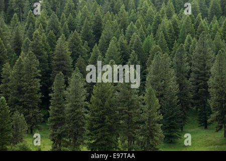 Un supporto di alberi di pino pronto per essere raccolto Foto Stock