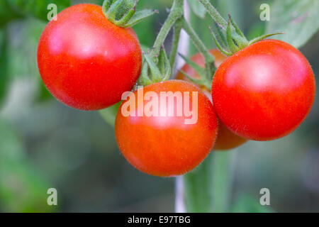 Pomodori rossi su una pianta di pomodoro Foto Stock