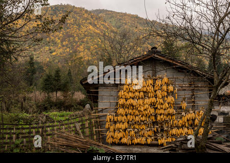 Il mais si blocca in un villaggio al di sotto del Li Zi Ping riserva forestale in provincia di Sichuan, in Cina. (Foto di Ami vitale) Foto Stock