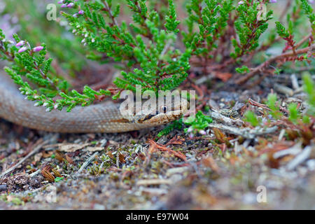 Serpente liscio Coronella austriaca su Hartland Moor Dorset Foto Stock