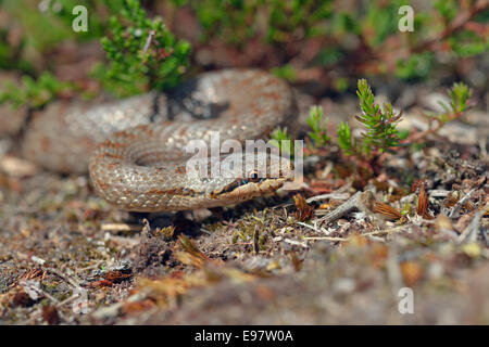 Serpente liscio Coronella austriaca su Hartland Moor Dorset Foto Stock