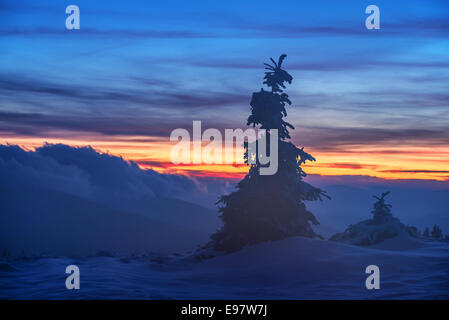 Snovy alberi sulle montagne invernali Foto Stock