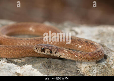 Northern snake marrone - Storeria dekayii Foto Stock