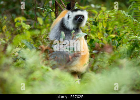 Lemur,Diademed sifaka,Propithecus diadema,Vakôna Forest Lodge, Andasibe, Madagascar Foto Stock