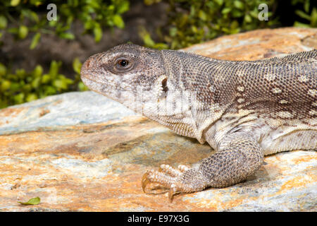 Deserto Iguana Dipsosaurus dorsalis Tucson Pima County, Arizona, Stati Uniti 18 Ottobre Iguanidae adulti Foto Stock