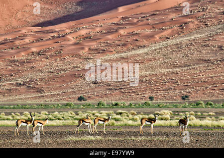 Allevamento di springbok, Antidorcas marsupialis, in Nabib-Naukluft National Park, Namib Desert, Sossusvlei, Namibia, Africa Foto Stock