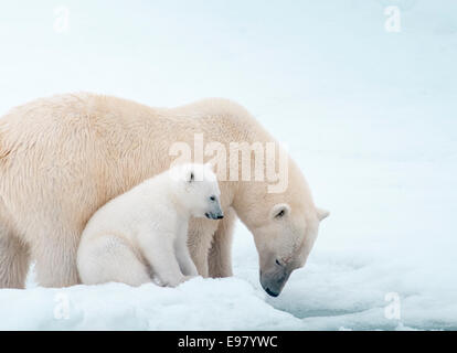 Orso polare Madre con Cub vicino accanto a lei, Ursus maritimus, Olgastretet Pack ghiaccio, Spitsbergen, arcipelago delle Svalbard, Norvegia Foto Stock