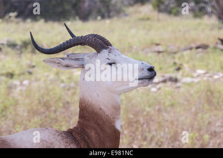 Dama gazzella a Natural Bridge Wildlife Ranch. Foto Stock