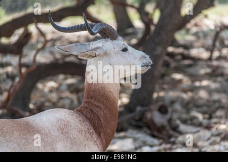 Dama gazzella a Natural Bridge Wildlife Ranch. Foto Stock