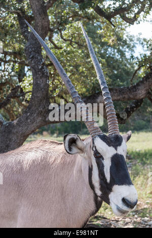 Gemsbok al Natural Bridge Wildlife Ranch, San Antonio, Texas. Foto Stock