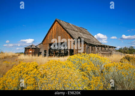 Un vecchio fienile in legno in un campo in un giorno di estate in Tumalo, Oregon Foto Stock