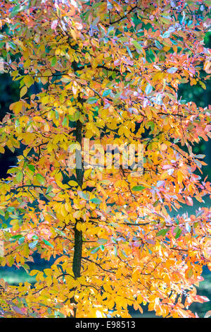 Nissa sylvatica black tupelo gum colofrul Foglie di autunno Foto Stock