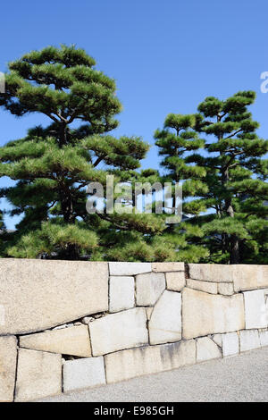 Bonsai giapponese albero di pino con muro di pietra Foto Stock