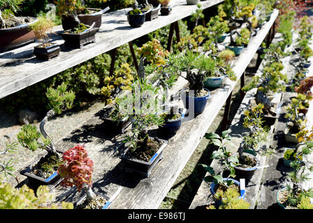 Fila di alberi di bonsai in un giardino giapponese Foto Stock