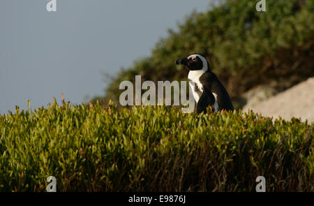 Pinguino africano (Spheniscus demersus) sulla passeggiata su una spiaggia vicino a Città del Capo in Sud Africa. Foto Stock