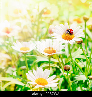 Ladybug Flower tramoggia su margherite di primavera Foto Stock