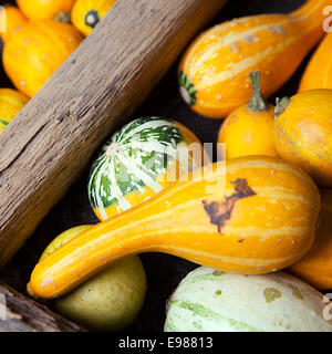 Assortimento di diverse varietà di zucche decorate in una grande ruota di legno, come una chiusura Foto Stock