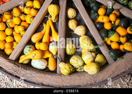 Assortimento di diverse varietà di zucche decorate in una grande ruota di legno Foto Stock
