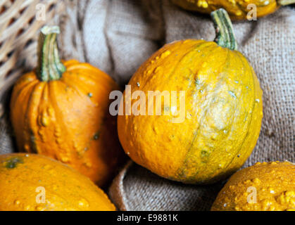 Alcune zucche gialle in una cassa come una chiusura Foto Stock