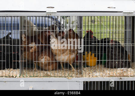 Galline in gabbie di batteria con le loro uova Foto stock - Alamy