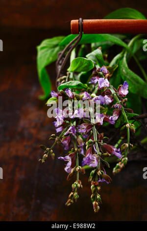 Rametto di fioritura fresca salvia in un cestello in filo metallico utilizzato come un aroma di erbe e di stagionatura in cucina Foto Stock