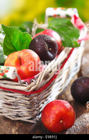 Appena raccolto maturo damson e prugne rosse in un rustico cesto in vimini all'aperto su un vecchio tavolo in legno Foto Stock