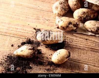 Appena raccolto farm patate su un tavolo in legno con terreno e copyspace Foto Stock