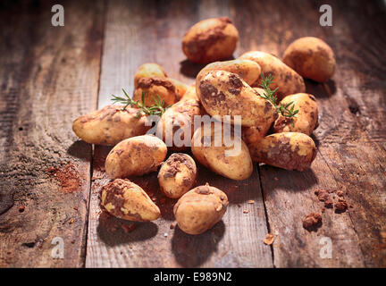 Angolo di alta vista di un cumulo di terra bagnata appena raccolto farm patate con rametti di rosmarino su un vecchio textured tavolo in legno Foto Stock