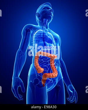 Illustrazione dei maschi di intestino crasso anatomia Foto Stock